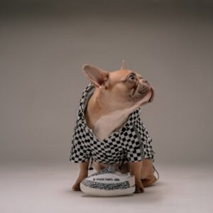 Pet Grooming Kit